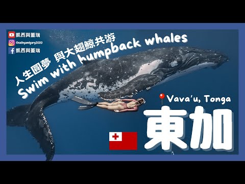 (ENG SUB) [Tonga]  Swimming with Humpback whales in Tonga