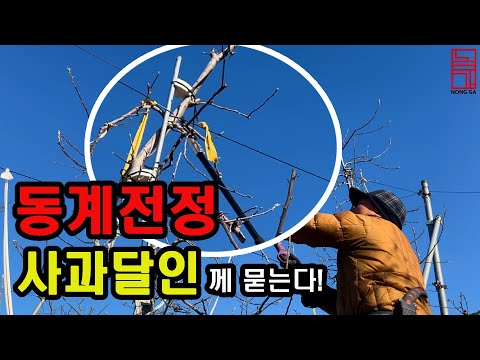 사과나무 전정ㅣ대통령 표창 받은 사과 달인이 알려주는 사과나무 전정 노하우