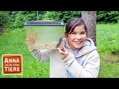 Wo ist die bayerische Kurzohrmaus? | Reportage für Kinder | Anna und die wilden Tiere