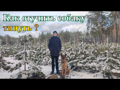 Как отучить собаку тянуть поводок | Что делать, если собака тянет? |