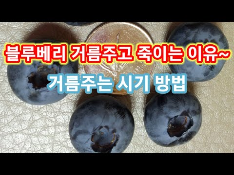 블루베리 거름주고 죽이는 이유~블루베리 비료 거름주는 시기와 방법