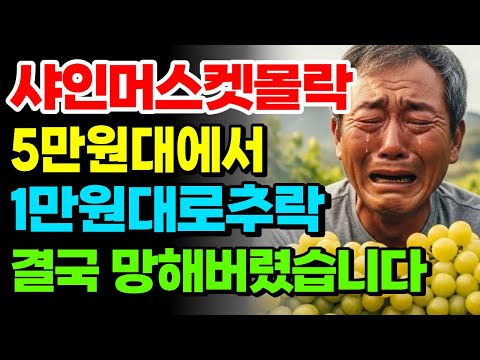 “한순간에 무너진 샤인머스캣… 은퇴 후 시작했지만 한순간에 무너진 60대의 눈물” | 노후사연 | 노후자금 | 오디오북 |