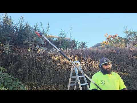Overgrown property.The HEDGES We're not cut for many YEAR'S.