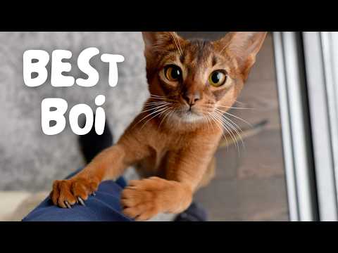 Are Abyssinians the PERFECT cat? Everything you need to know! – Abyssinian 101