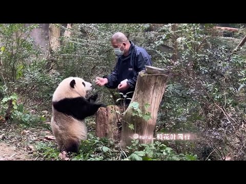12.24 爷爷一出来先看了看花花的鼻子，然后马上回去拿药给花花处Grandpa took a look at Huahua's nose, then got the medicine for her