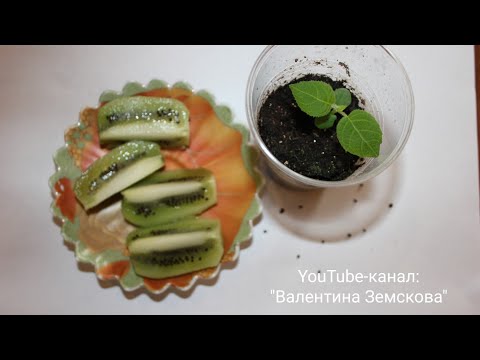 Как вырастить киви. Посев семян. Всходы. //Валентина Земскова