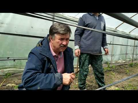 Молодые посадки малины. Нужна ли подкормка...