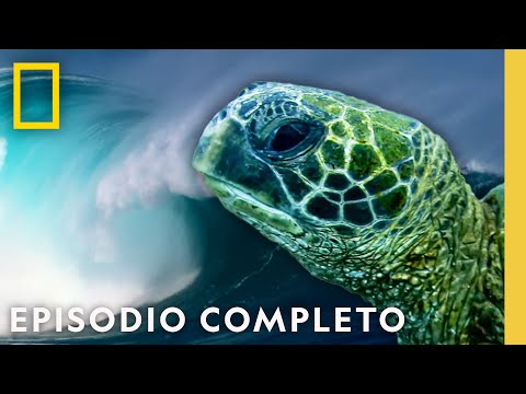 Hawái Salvaje: Paraíso Indomable | Hawái Salvaje | Nat Geo en Español