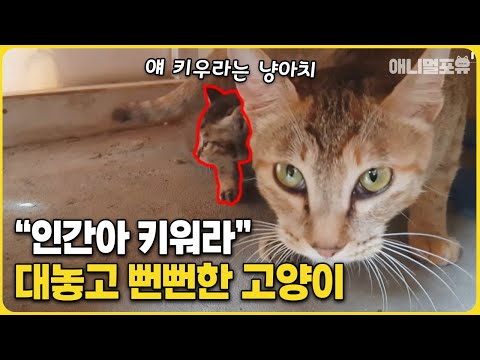 "야 키워." 사람한테 새끼고양이 키우라는 뻔뻔 길냥이 | KBS 동물극장 단짝 220820 방송