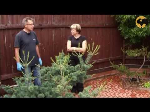 Сосны в саду-2 Ландшафтные хитрости 69 | Pine trees in the garden-2 Landscape tricks