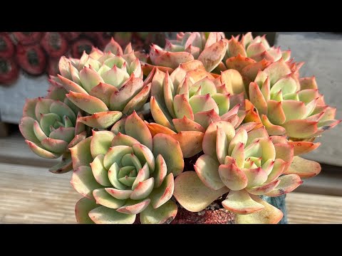 25. 12. 19. 금요 라이브 - 곰도리다육 라이브! #다육 #다육식물 #다육화분 #산삼 #산양삼 #친환경 #버섯 #표고버섯