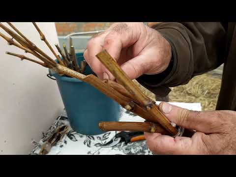 Простой способ посадки черенков винограда в школку