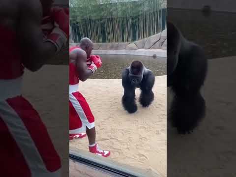Gorilla Lifts More Than a Man — Zoo Gym SHOCK!