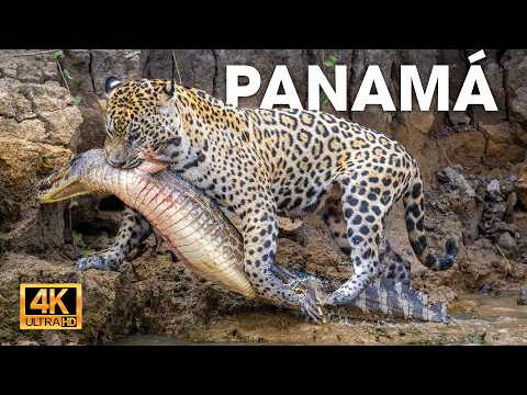 PANAMÁ - Donde la Vida Lucha Entre Dos Océanos #animalessalvajes