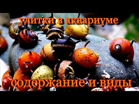 Улитки в аквариуме Содержание и виды