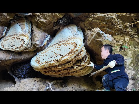Dwarf Family Harvesting Giant Honeycomb Underground - Harvesting Honey Underground