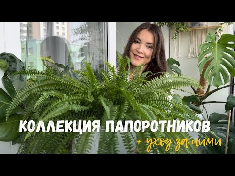 Коллекция ПАПОРОТНИКОВ + основные правила ухода