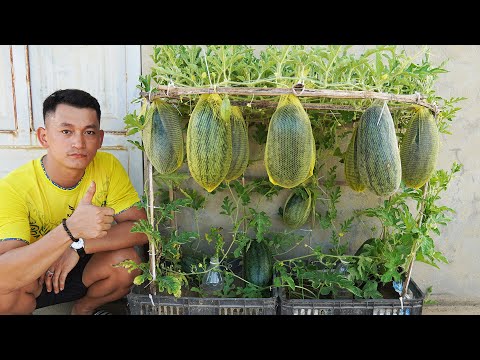 How to Grow Watermelon in Containers | High Yield, Easy Method for Urban Gardening