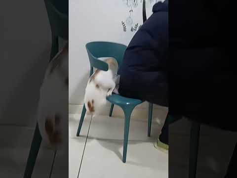 Funny Animals Videos 😂 - Funniest Cats and Dogs 😸🐶