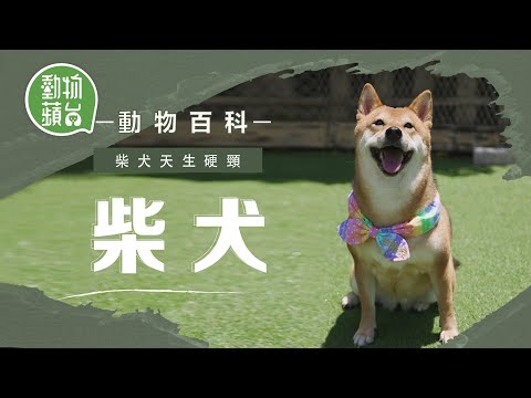 日本柴犬同秋田犬點樣分？ 幼年期注意犬隻訓練防護食攻擊問題 #動物百科 #動物蘋台－果籽 香港 Apple Daily—原刊日期：20201007