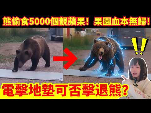 【日本熊警告不停🚨】熊一星期內偷食5000個蘋果、果園無貨比人！電擊地墊可否擊退熊？熊居民範圍日日出現！熊連環襲擊事件 | 日本新聞報導 | CC中文字幕 #熊出沒 #柴犬 #廣東話 #新聞 #突發