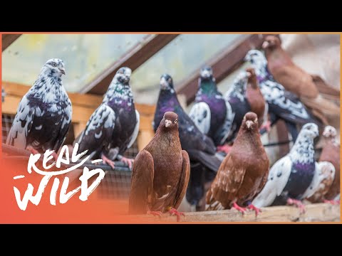 How Do Birds Find Their Way Home? | Paranormal Pigeons | Real Wild