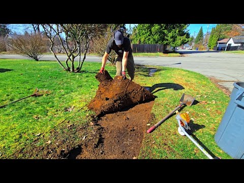 Peeling Back A CENTURY OLD Sidewalk To Help It BREATHE Again