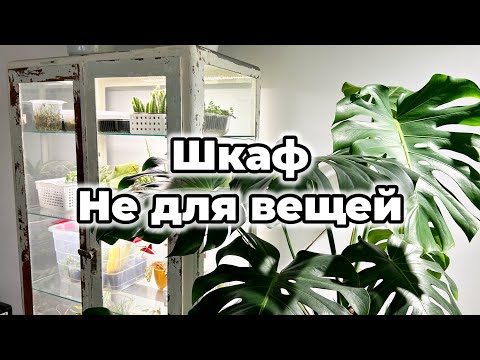 Why did I turn a medicine cabinet into a houseplant? 🤷🏻‍♀️