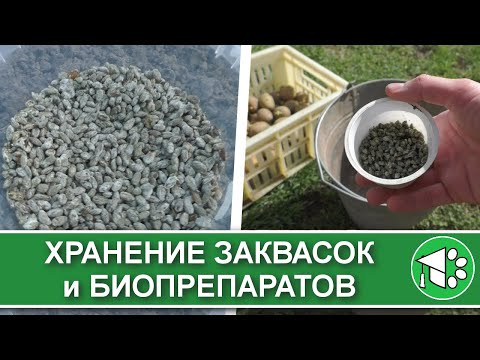 Хранение биопрепаратов и заквасок (чистых культур). Боится ли триходерма мороза?