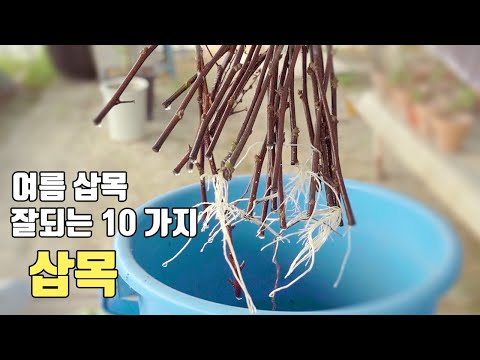 🪴여름에 삽목이 잘 되는 식물 10가지 추천  🪴  / 장마철에 빨리  하세요