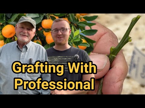 Citrus Grafting 101: Learn How to Graft Citrus Trees with Stan McKenzie