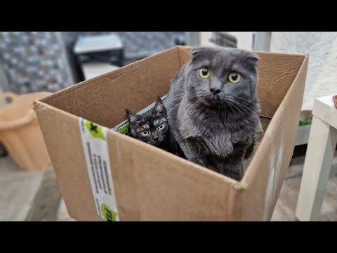 Жильцы бросили  котов в подъезде а сами уехали | Дом под снос | котам идти некуда | Saving Cats