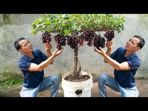 The secret to growing grapes has been passed down from our ancestors. Grapes are fruity and sweet