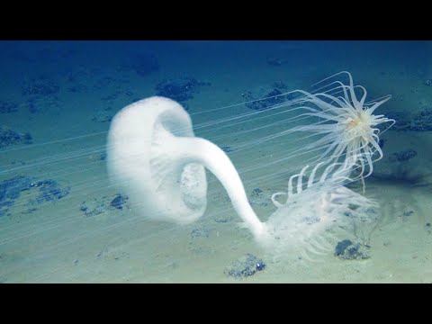 Underwater volcano: into the abyss