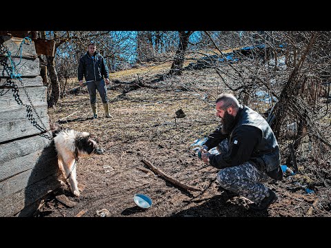 Dieser Hund hat 14 Tage nichts gegessen!