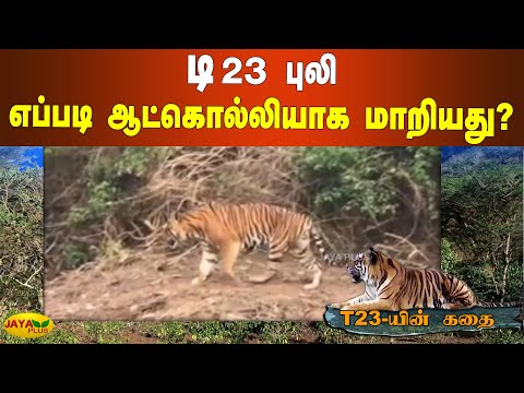 டி23 புலி எப்படி ஆட்கொல்லியாக மாறியது? | T23 Tiger | Nilgiris Tiger | Tiger Attack