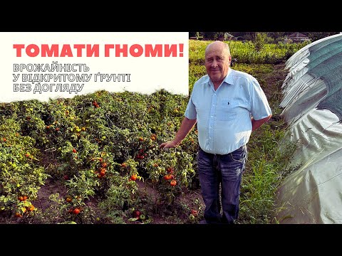 Томати Гноми! Врожайність у відкритому ґрунті без догляду!
