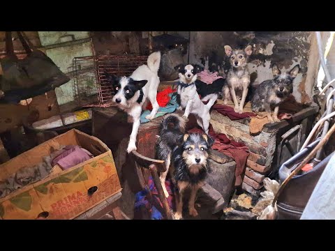 Dog Rescue from Hell | Kulunda | Episode 1 | The first day of rescuing twenty starving dogs | Dog...