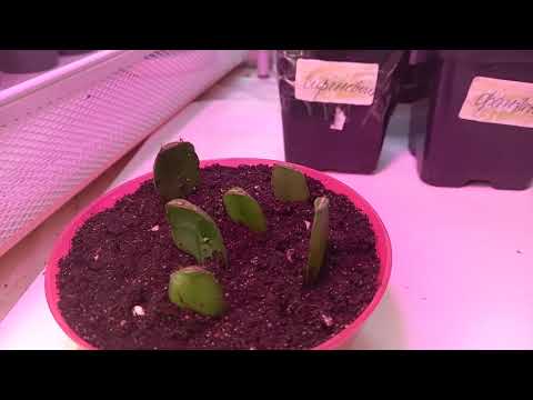 Рипсалидопсис,декабрист,хатиора.Обзор укорененных черенков.