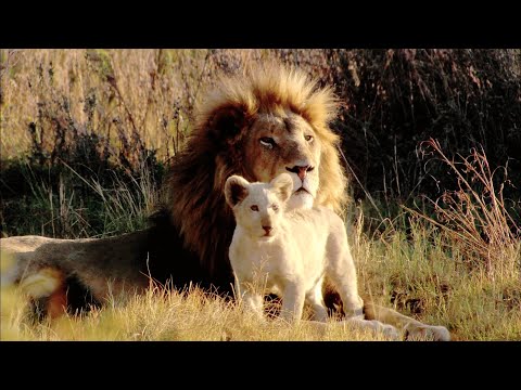 白獅寶寶的成王之路，精彩程度堪称真實版“獅子王”