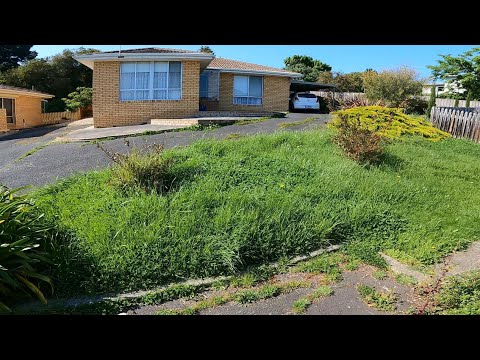 Both Neighbors called me to have a look at their yards after they saw this TRANSFORMATION!