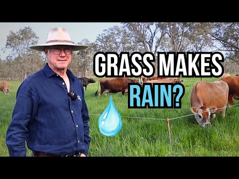 Why Are These Cows Thriving With No Rain?