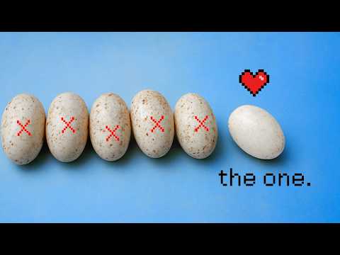 Finding My Gecko a Boyfriend (the hard way)