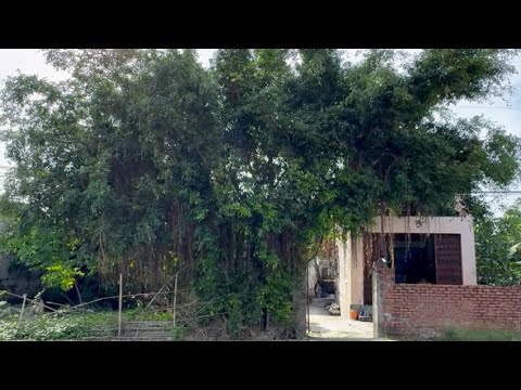 Remove overgrown trees DISASTER Dangerous must be cut down to ensure safety