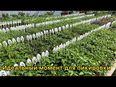 Pricking out/transplanting tomato seedlings. When and how to pick seedlings.