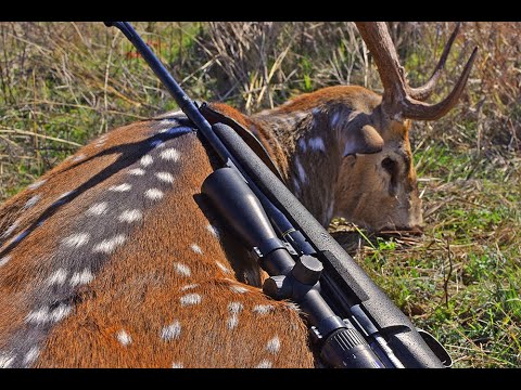 Axis Deer Hunting West Texas