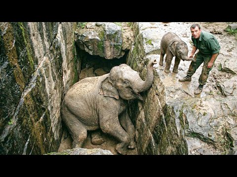 Mother Elephant Trapped in a Deep Cave – A Baby Elephant Seek Help | Animal Rescue Short Film