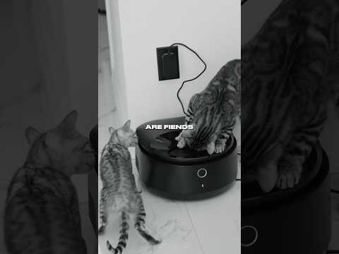 Don’t Try To Feed Bengals…