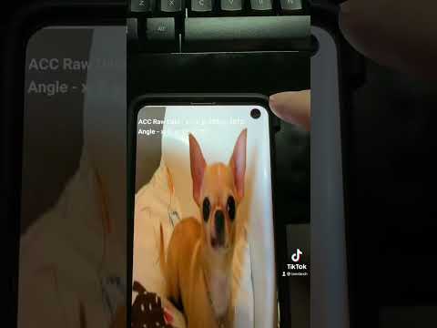 Every Samsung has a Chihuahua 🐶