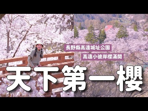朝聖日本天下第一櫻🌸長野縣高遠城址公園 東京出發自駕遊 拍攝粉紅櫻花海的秘境展望台 白山觀音 & 170歲壯觀枝垂櫻勝間藥師堂｜日本長野4月賞櫻 4K VLOG